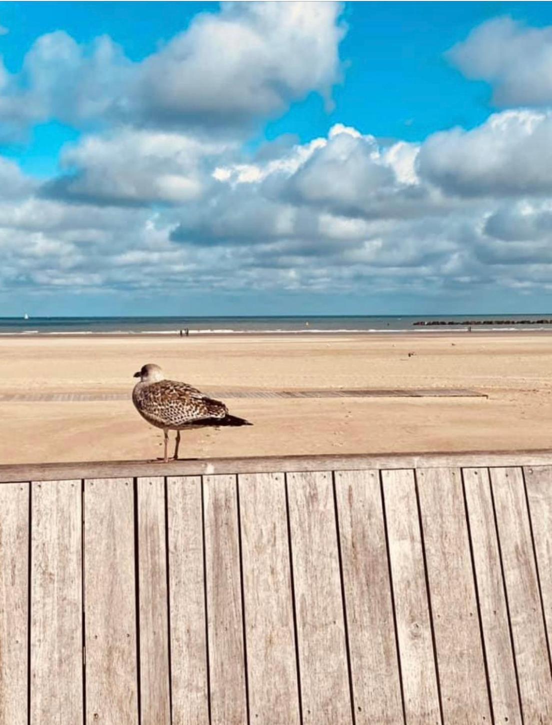 Appartement Sur La Plage De Malo Les Bains Vue Mer Dunkirk Eksteriør bilde